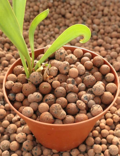 clay pebble